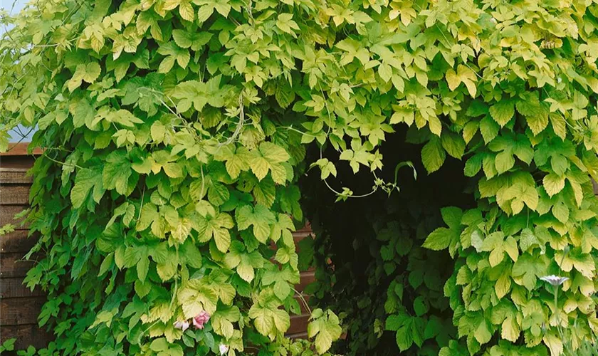 Humulus lupulus 'Aureus'