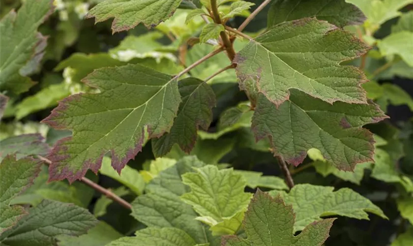 Eichenblättrige Hortensie 'Tennessee Clone'