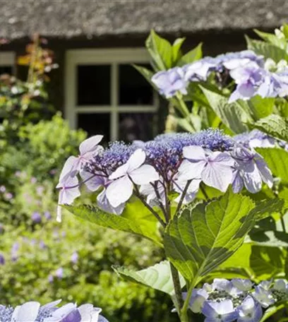 Hortensien überwintern – gesund durch die kalte Jahreszeit