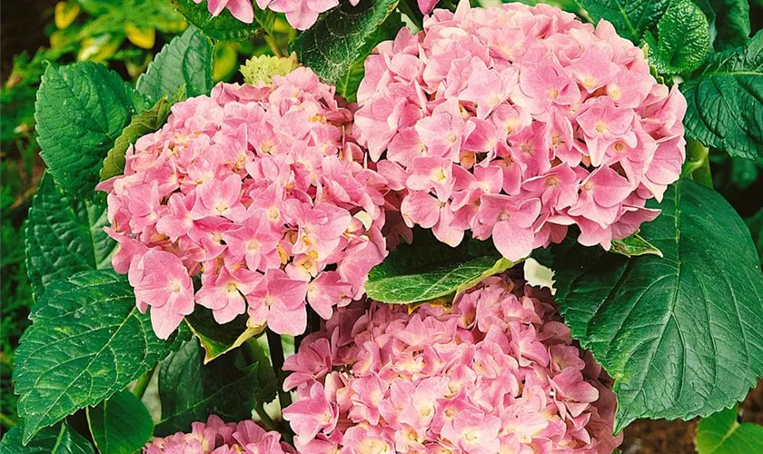 Hydrangea macrophylla 'Lavlaa', rosa