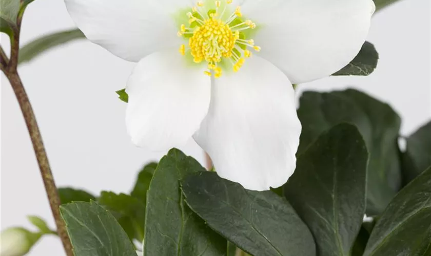 Helleborus niger 'Johanna'