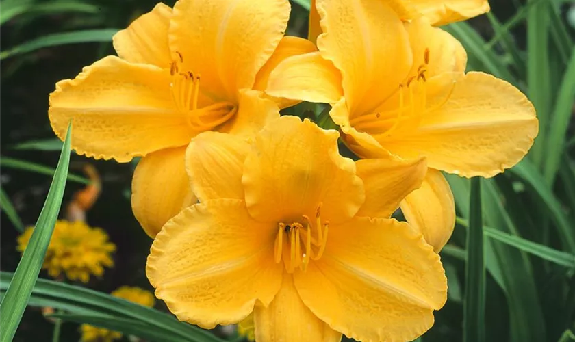 Hemerocallis 'Golden Prize'