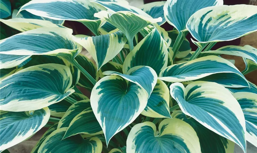 Hosta 'El Niño'