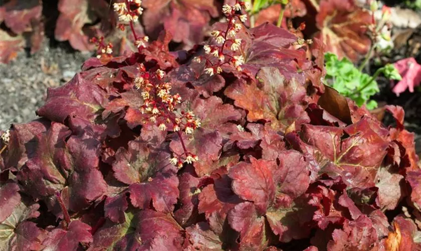 Purpurglöckchen 'Root Beer'