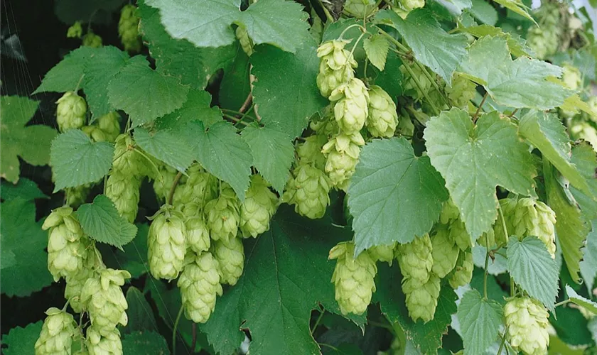 Humulus lupulus 'Opal'