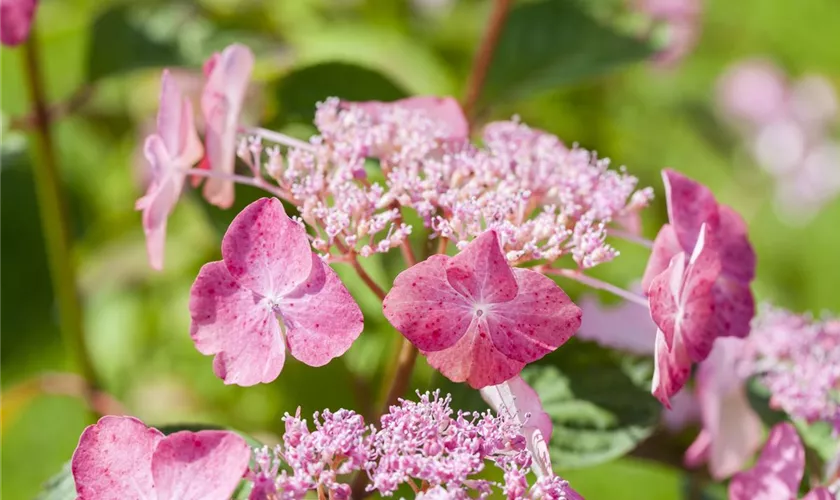 Tellerhortensie 'Avelroz'