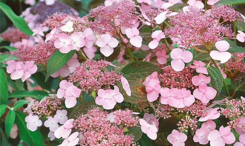 Gartenhortensie 'Intermedia'