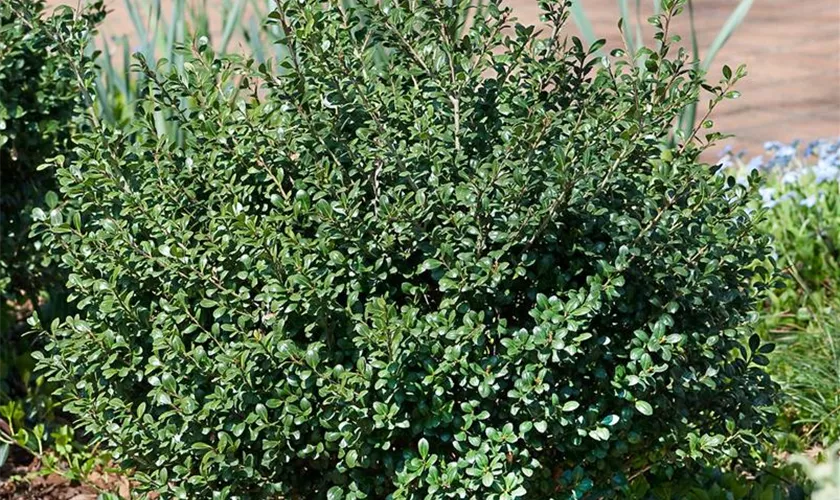 Ilex crenata 'Compacta'