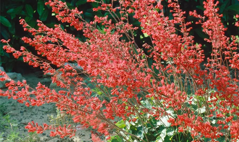 Heuchera sanguinea