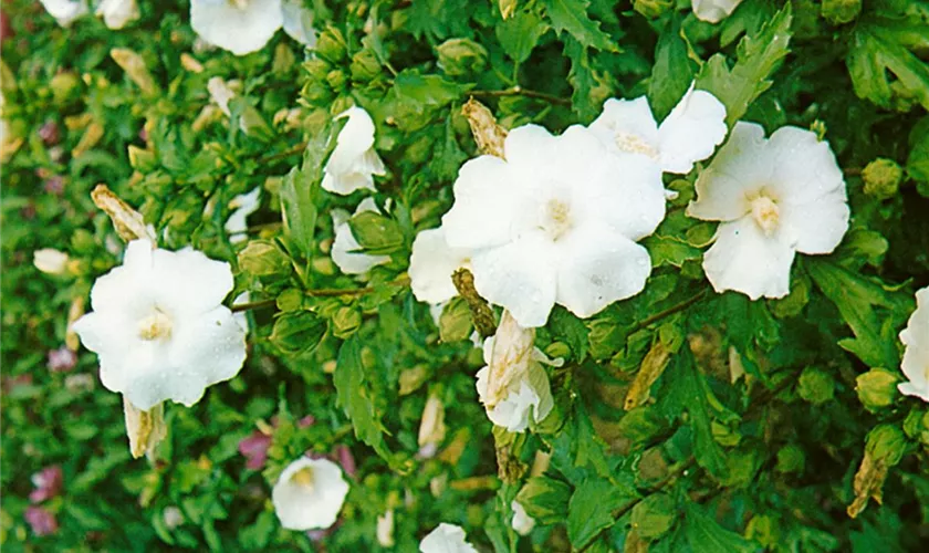 Hibiscus syriacus 'Totus Albus'