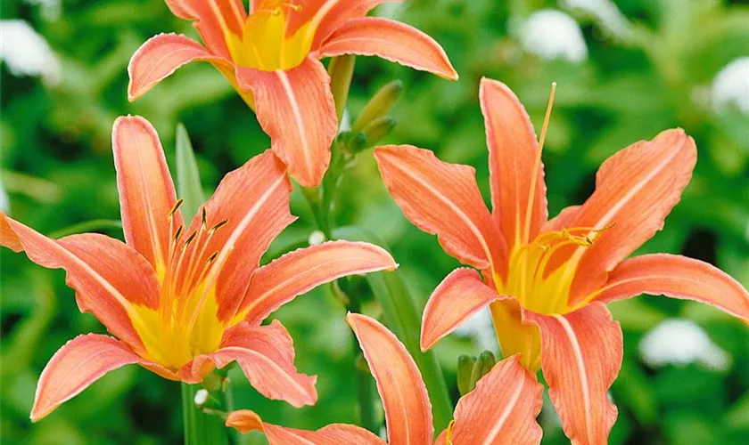 Hemerocallis 'Hallcroft'