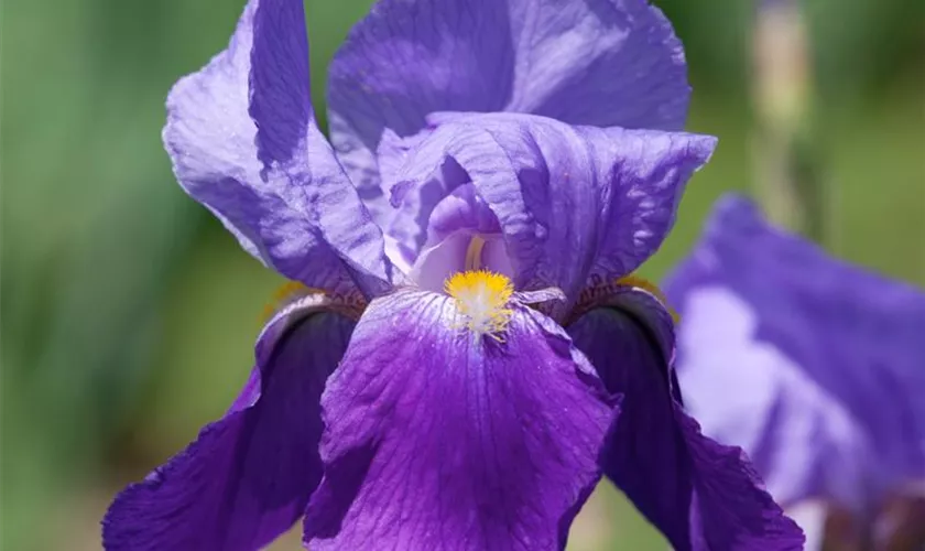 Hohe Bart-Schwertlilie 'Tyrolean Blue'