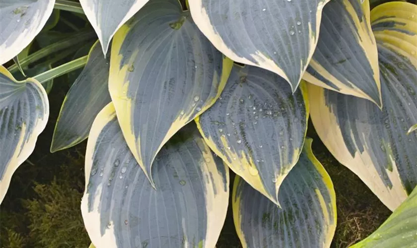 Hosta 'First Frost'