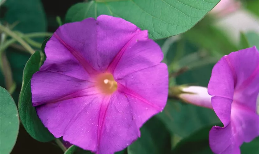 Ipomoea indica