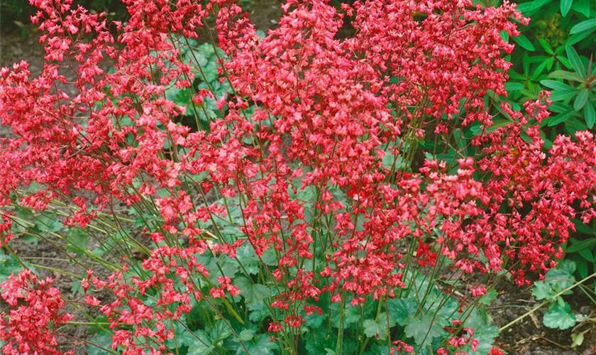 Heuchera sanguinea 'Coral Forest'®