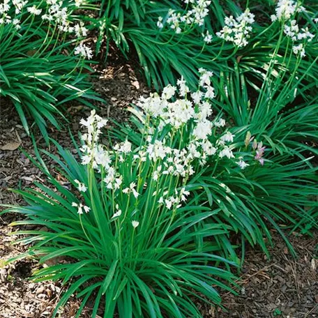 Garten-Hasenglöckchen 'Alba'