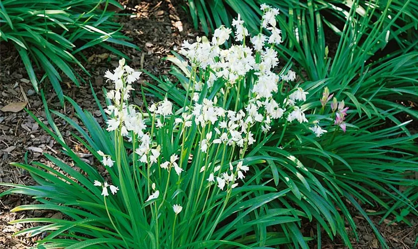 Hyacinthoides hispanica 'Alba'