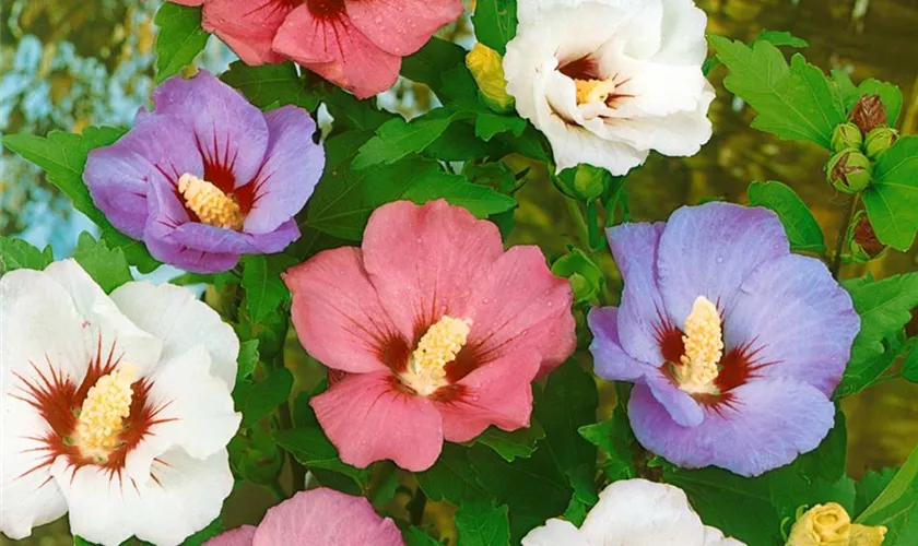 Hibiscus syriacus 'Tricolor', Stamm