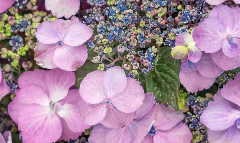 Gartenhortensie 'Blueberry Cheesecake'