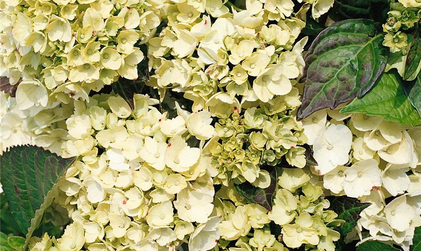 Hydrangea macrophylla 'Madame E. Moulliere'