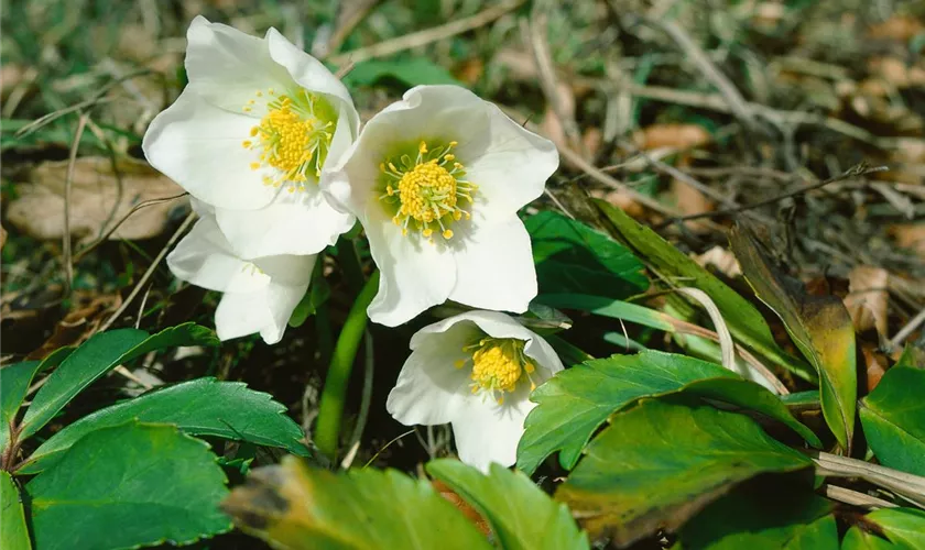 Helleborus niger 'Shining Star'