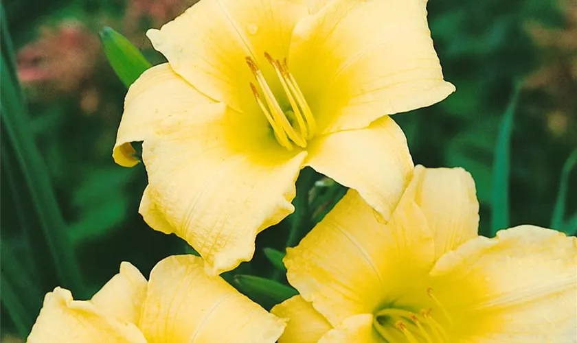 Hemerocallis 'Hassie Garren'