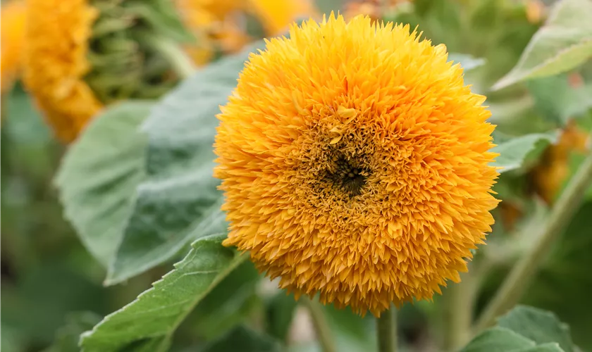 Sonnenblume 'Gelber Knirps'