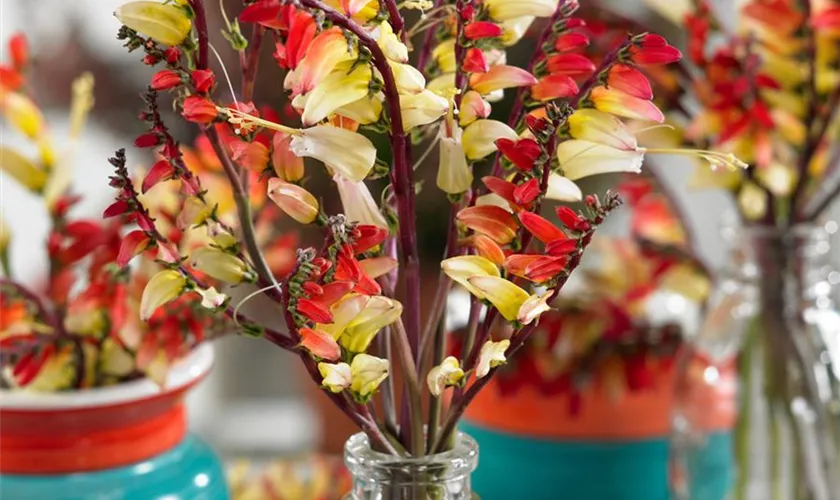 Ipomoea lobata, Pyramide