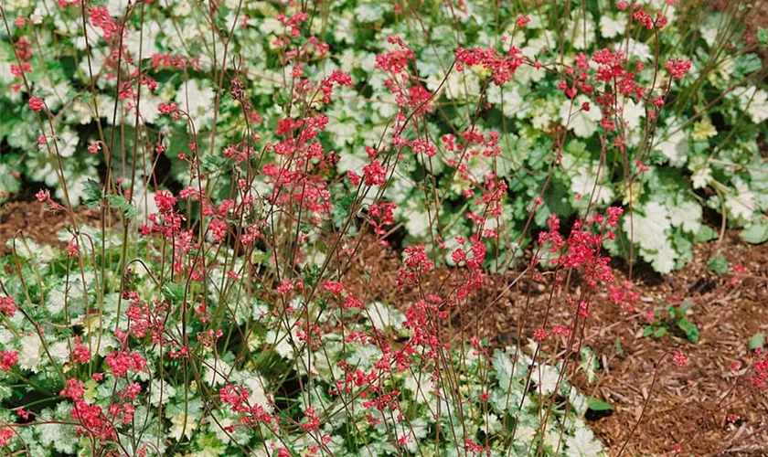 Heuchera sanguinea 'Snow Storm'