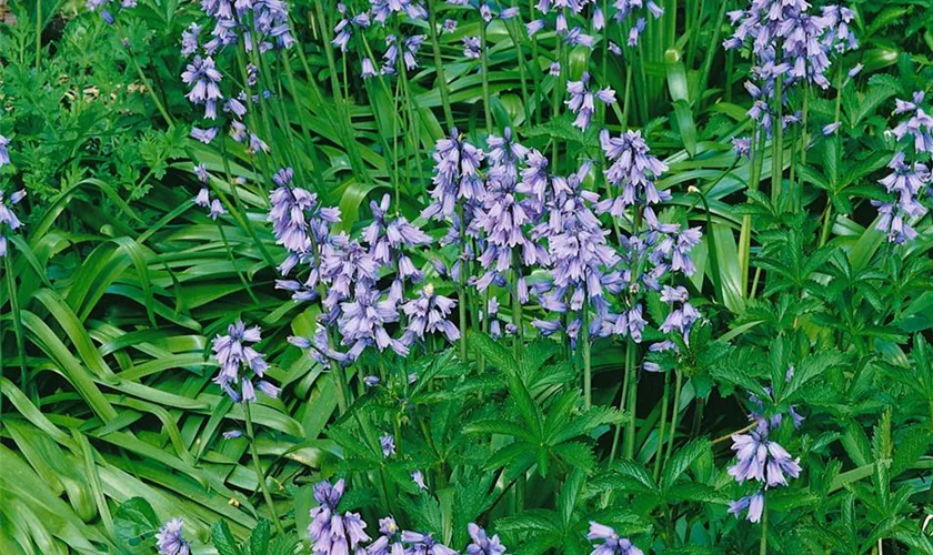 Hyacinthoides hispanica 'Blue Queen'