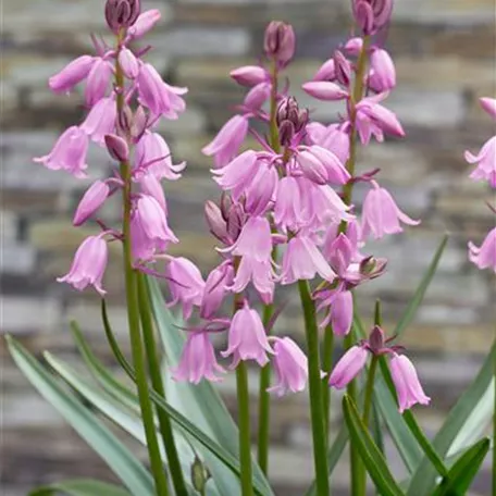 Garten-Hasenglöckchen 'Rosabella'