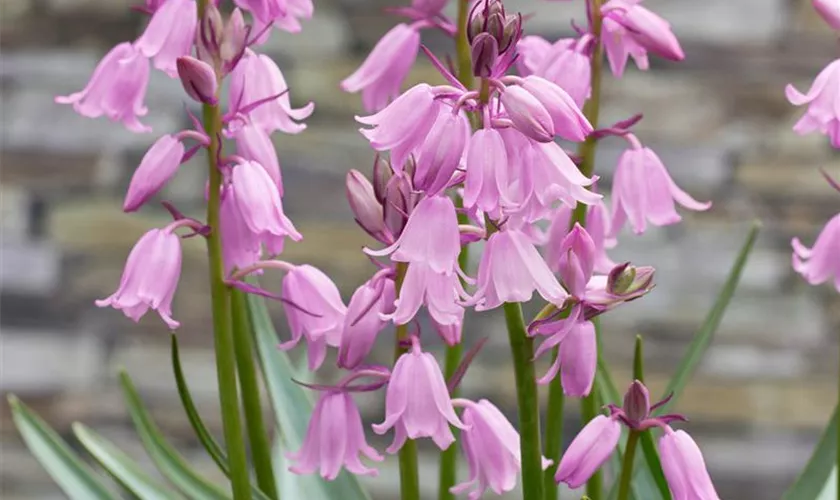 Hyacinthoides hispanica 'Rosabella'