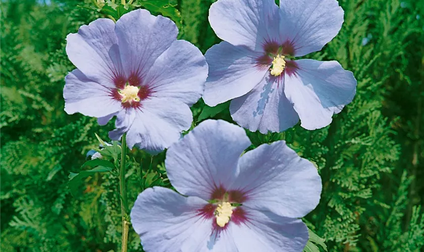 Hibiscus syriacus 'Ultramarine'®