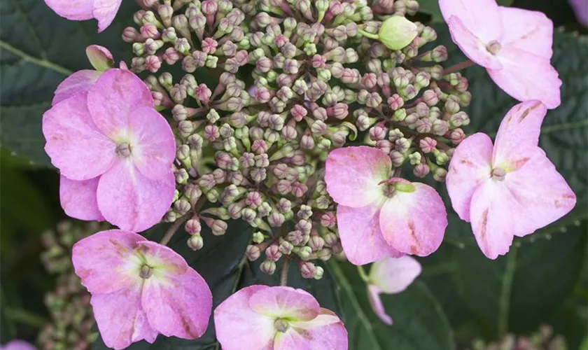 Hydrangea serrata 'Cotton Candy'