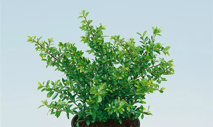 Ilex crenata 'Ellipta Convex'