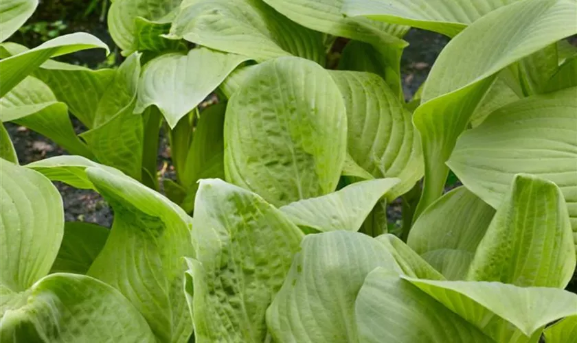 Hosta 'Frozen Margarita'