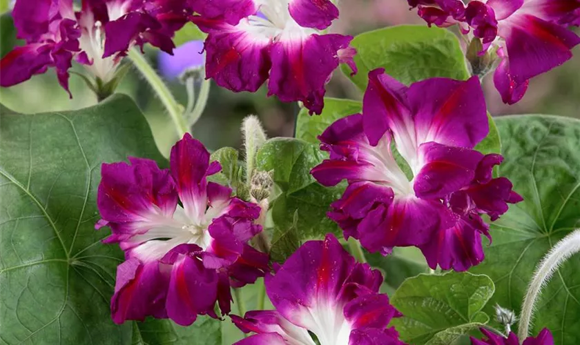 Ipomoea purpurea 'Sunrise Serenade'