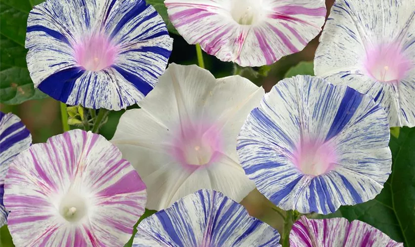 Ipomoea purpurea 'Carnevale di Venezia'