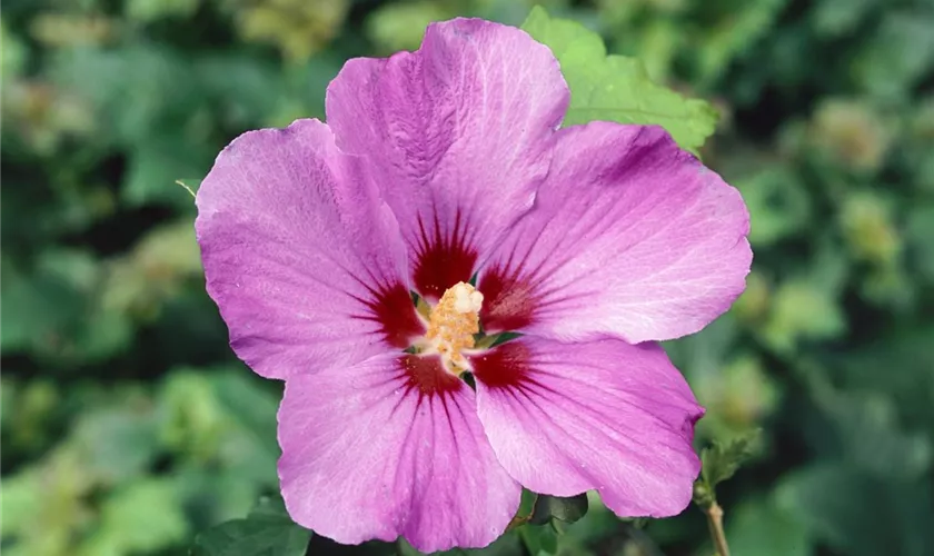 Hibiscus syriacus 'Violet Glendouble'