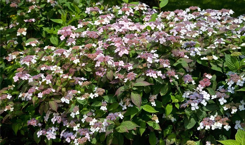 Gartenhortensie 'Hallasan'