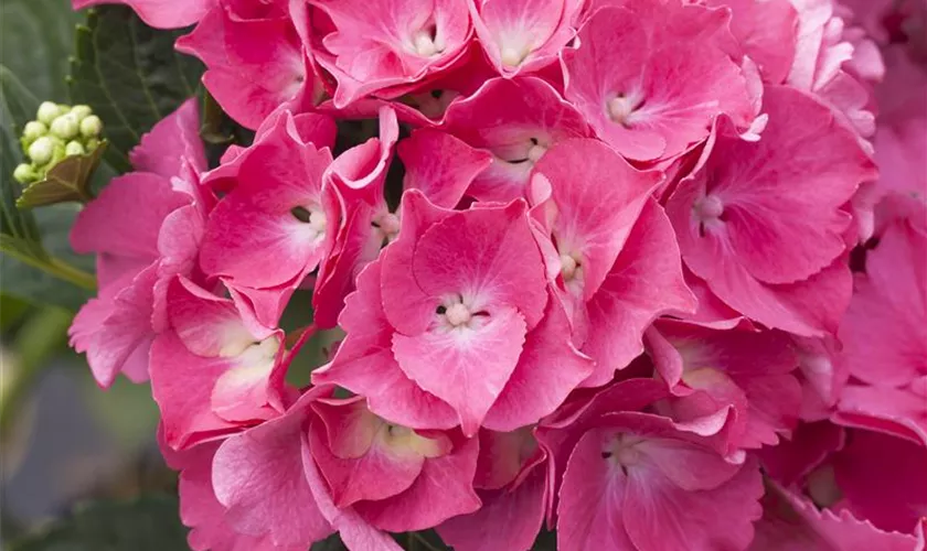 Hydrangea macrophylla 'Magical Garnet'®