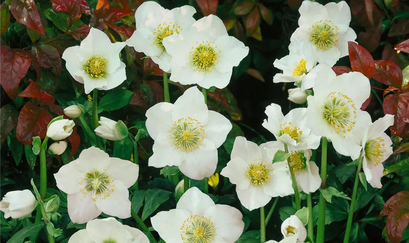 Helleborus niger 'Wintergold'