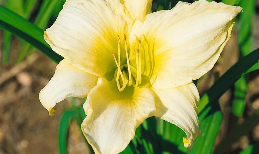 Hemerocallis 'Ice Carnival'