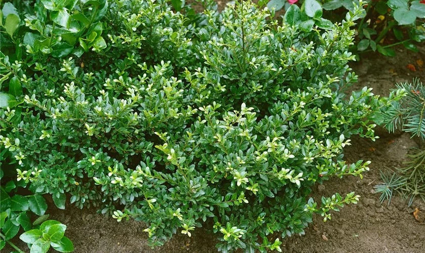 Ilex crenata 'Eurotale'