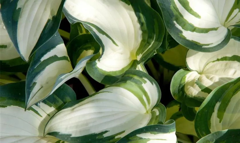 Hosta 'Ghostmaster'