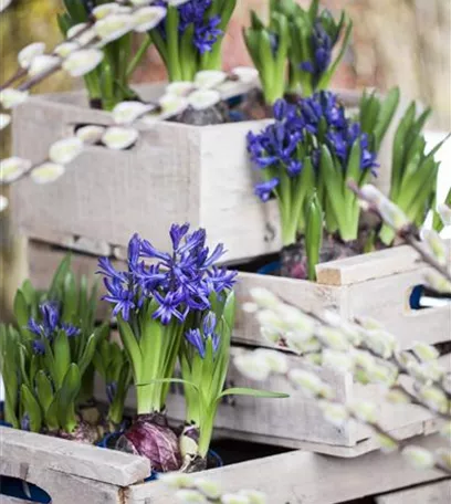 Frühblüher im Haus – Blumenzwiebeln antreiben