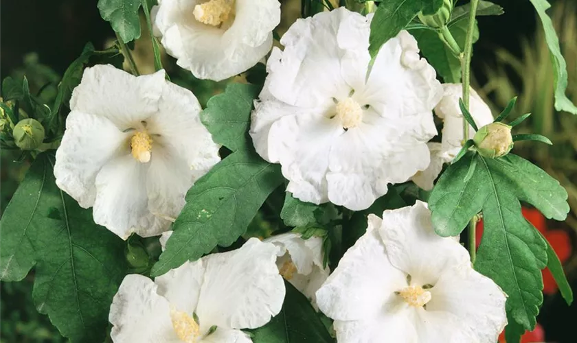 Hibiscus syriacus 'William R. Smith'