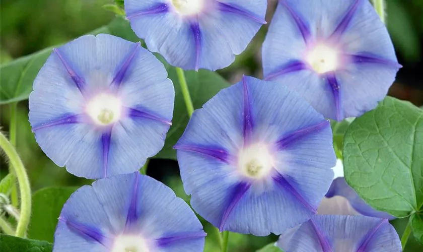 Trichterwinde 'Light Blue Star'