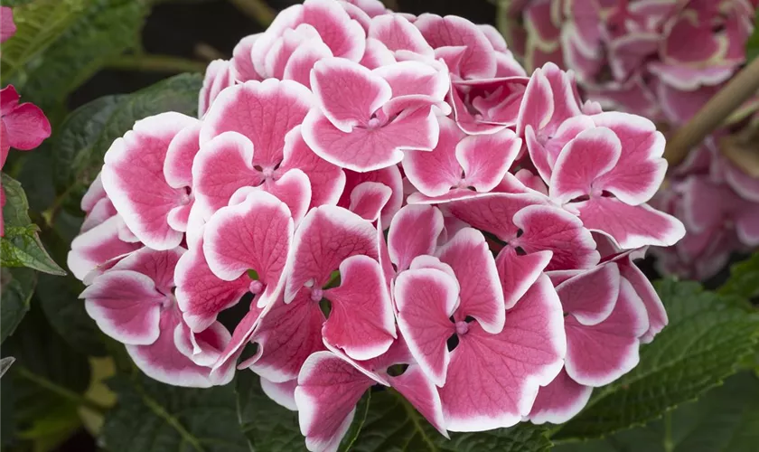 Hydrangea macrophylla 'Magical Red Harlequin'®