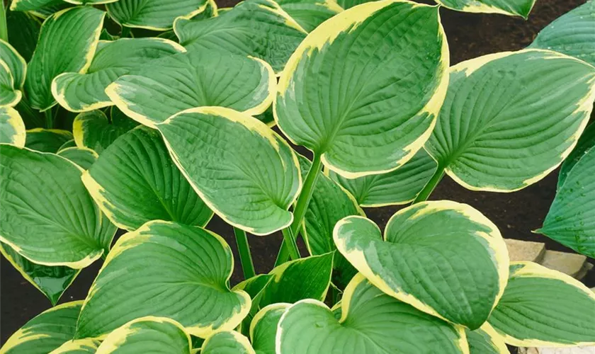 Hosta 'Green Gold'